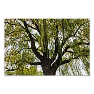 Foto primavera espera silenciosamente