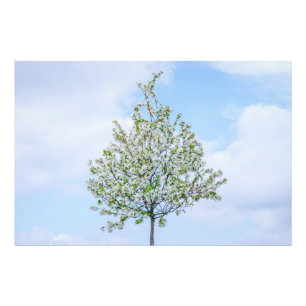 FOTO PRIMAVERA - FELZ PASCOA