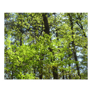 Foto Primavera Maple Deixa a natureza