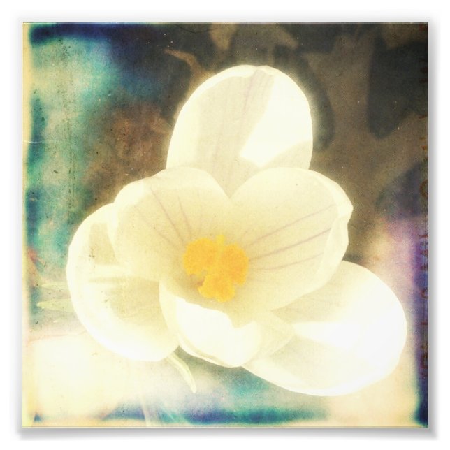 Foto Primeira Flor de Primavera (Frente)