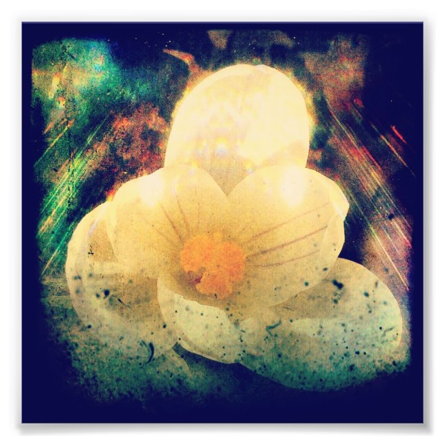 Foto Primeira Flor de Primavera (Frente)