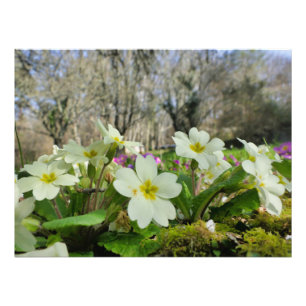 Foto Primrose (Primula vulgaris)