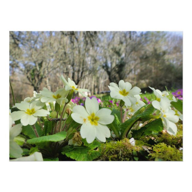 Foto Primrose (Primula vulgaris) (Frente)