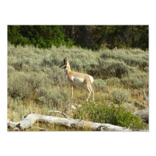 Foto Pronghorn no Grand Teton National Park