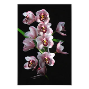 Foto Prurido orquídeo em preto