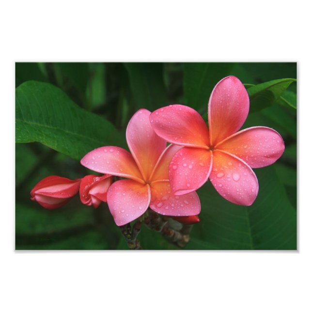 Foto Pua Melia Tropical Plumeria (Frente)