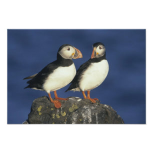 Foto Puffin Atlântico