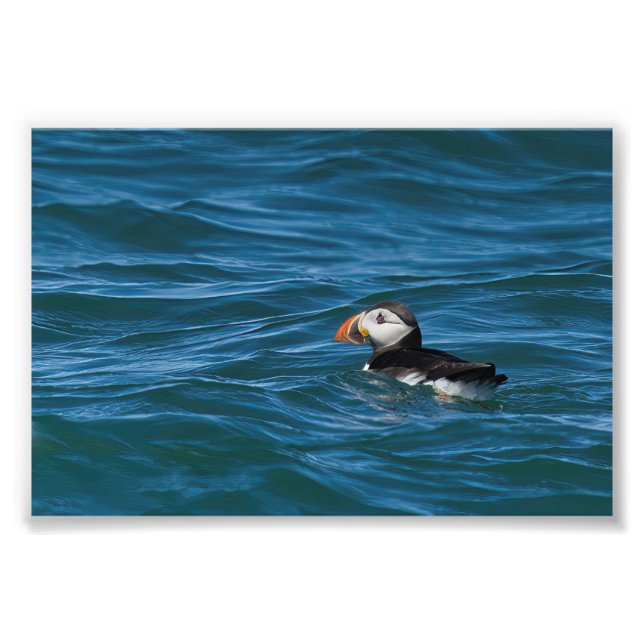 Foto Puffin no mar (Frente)