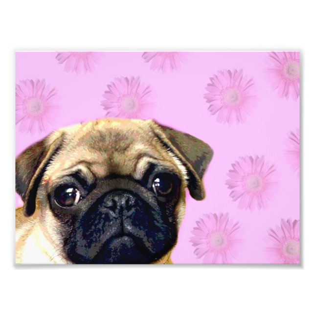 Foto Pug dog (Frente)
