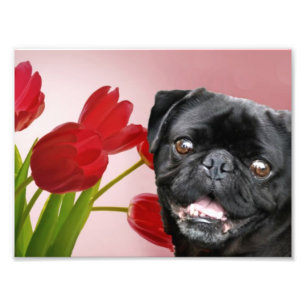 Foto Pug e Tulipas