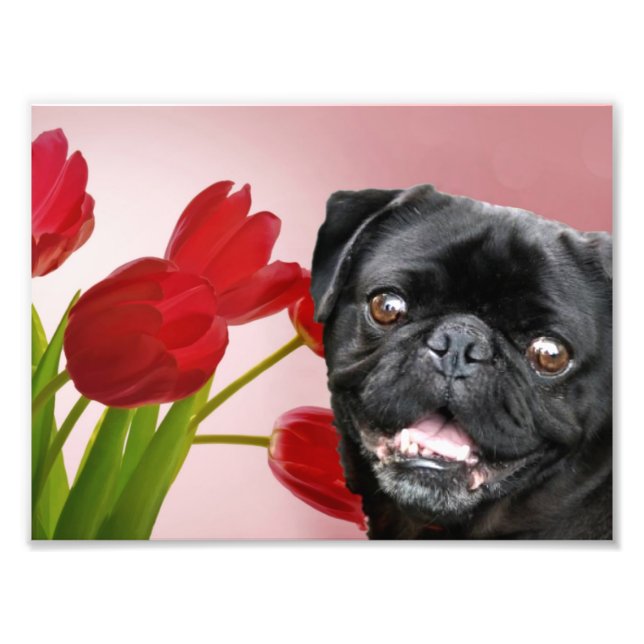 Foto Pug e Tulipas (Frente)