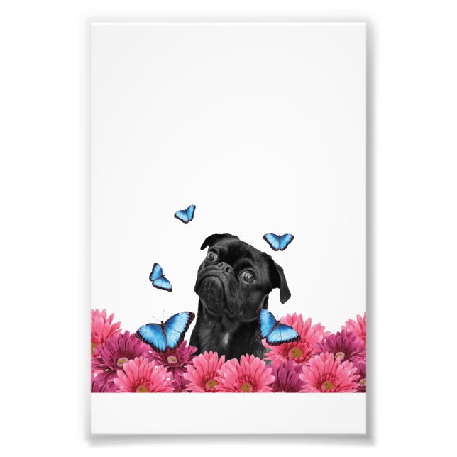 Foto Pug Gerbera Butterflies | Cachorro Negro (Frente)