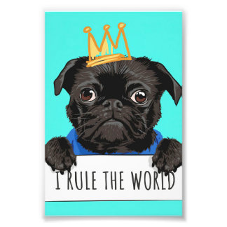 Foto Pug I Governar O Presente Mundial, Engraçado Dom D