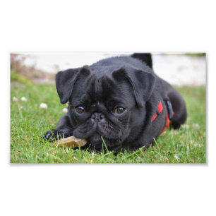 Foto pug preto deitado