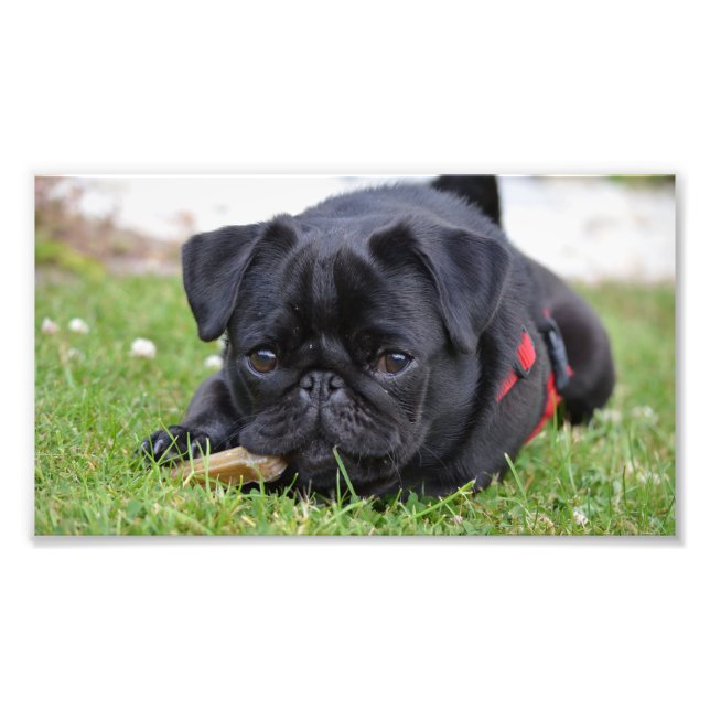 Foto pug preto deitado (Frente)