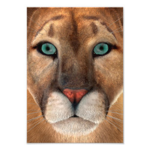 Foto Puma