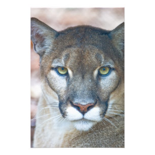 Foto Puma, leão de montanha, pantera de Florida, puma