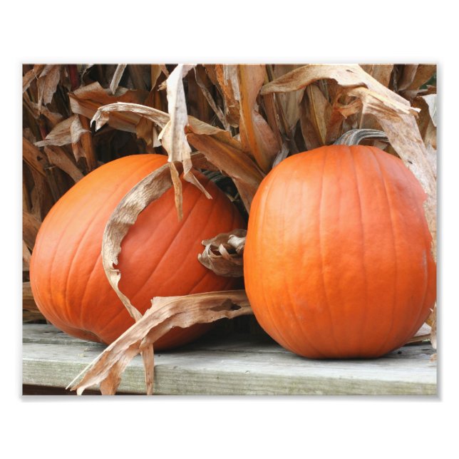 Foto Pumpkins E Pilhas De Milho Secas Outono 8x10 (Frente)