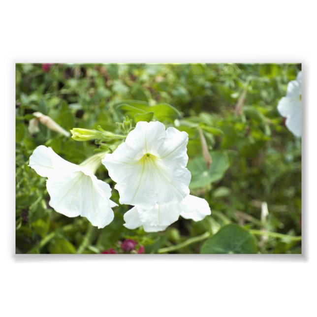 Foto Pureza no Brilho (Frente)