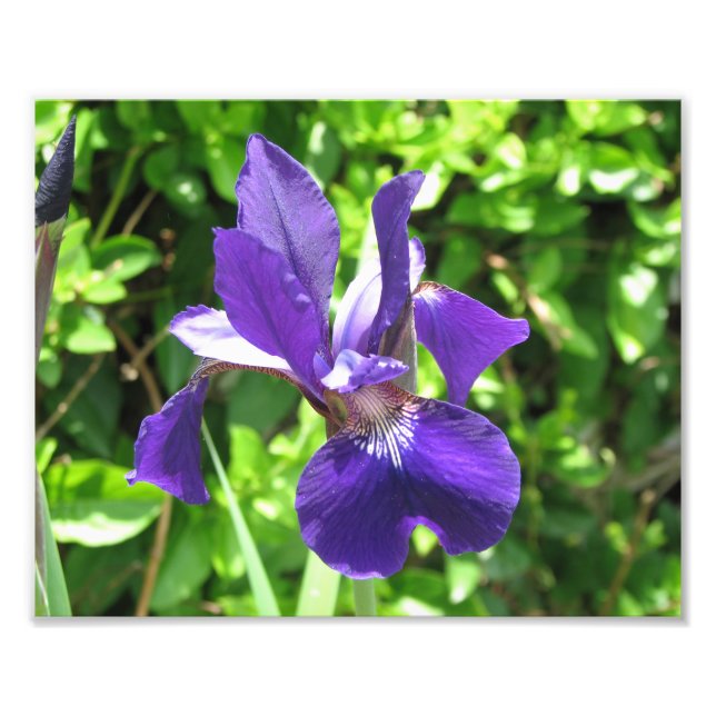 Foto Purple Iris (Frente)