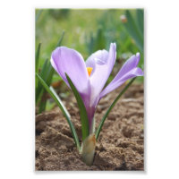 Púrpura rosa-rosa - Crocus Vernus Flor