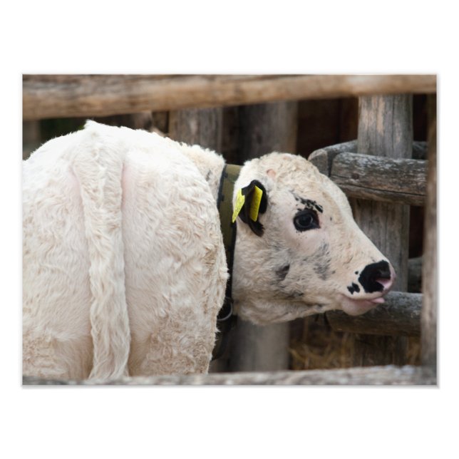 Foto Pustertal Pied Calf (Frente)