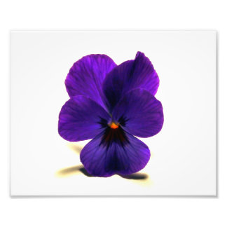 Foto Puurrple Pansy à meia-noite de Verde