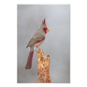 Foto Pyrrhuloxia em um galho