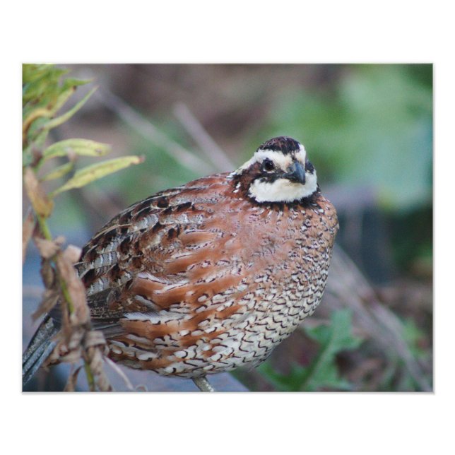 Foto quail (Frente)