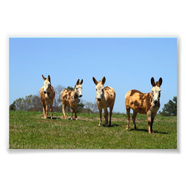 Foto Quatro Donkeys (Frente)