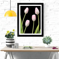 Quatro Tulipas Rosa em Preto