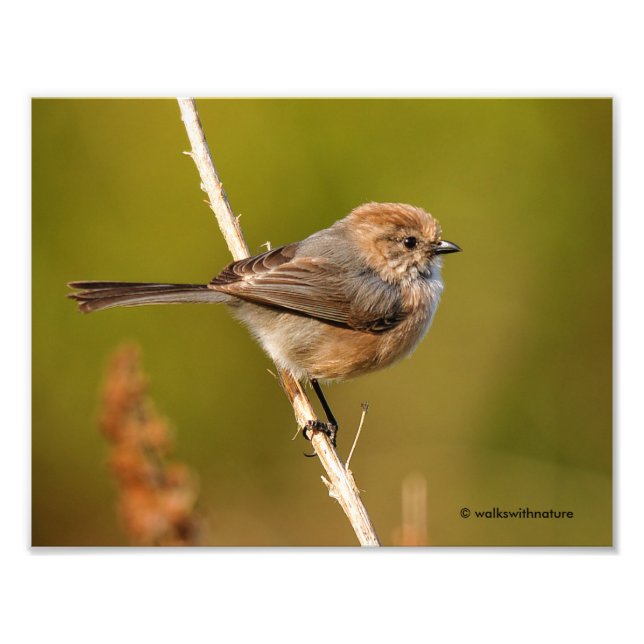 Foto Que personagem! Male Bushtit (Frente)