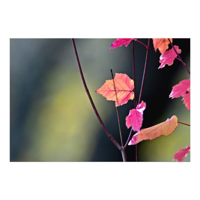 Foto Quebrando A Madeira Do Duro (Frente)