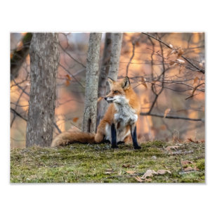 Foto Queda Raposa