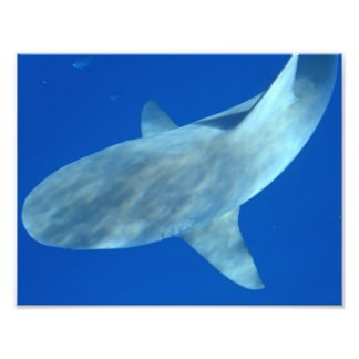 Foto Queenie o Touro - De Júpiter, FL