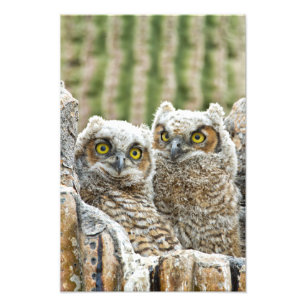 Foto Quem está lá, Par of Owl