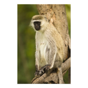 Foto Quênia, Parque Nacional do Lago Nakuru. Vervet