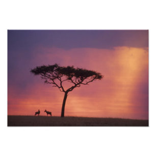 Foto Quênia: Parque Nacional Masai Mara, Pôr do sol.