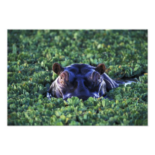 Foto Quênia, Reserva Nacional Masai Mara.