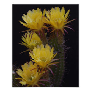 Foto Quintuito de flores de cacto