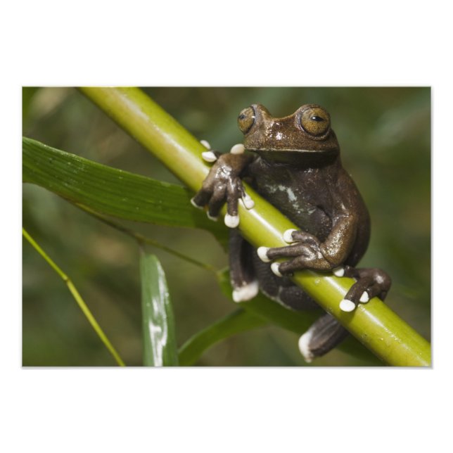Foto Rã-árvore Cativa Tapichalaca Hyloscirtus (Frente)