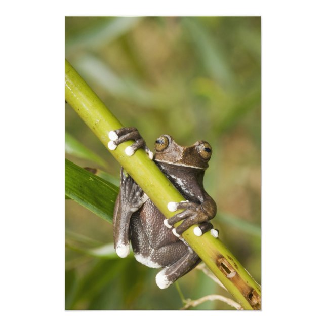 Foto Rã-árvore Cativa Tapichalaca Hyloscirtus (Frente)