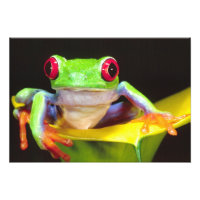 Rã-árvore-de-olho-vermelho em um Lírio-de-água, Ag