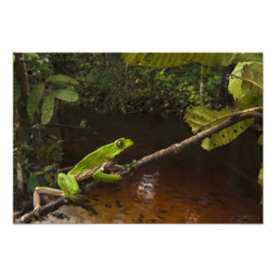 Foto Rã gigante de folha (Phyllomedusa bicolor) 2