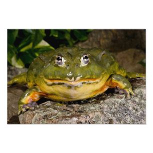 Foto Rã-Touro-Africana, Pyxicephalus