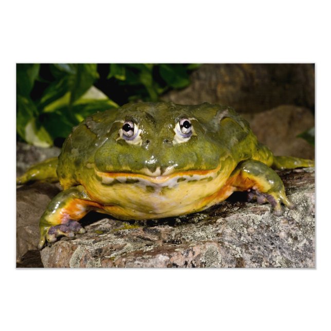 Foto Rã-Touro-Africana, Pyxicephalus (Frente)
