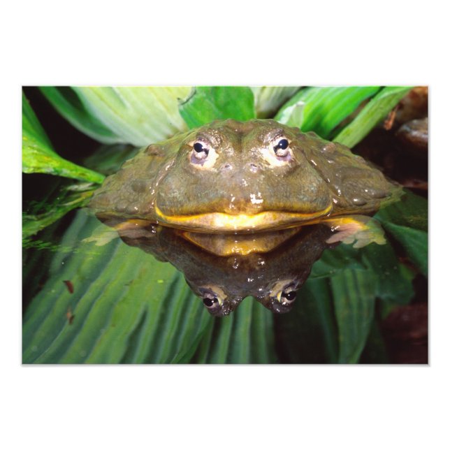 Foto Rã Touro Africana Subterrânea, Pyxicephalus 2 (Frente)