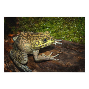 Foto Rã-touro, Rana catesbeiana