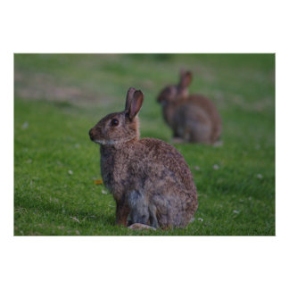 Foto Rabbit selvagem