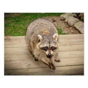 Foto Raccoon com chip
